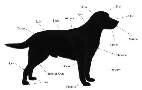 akc lab standards